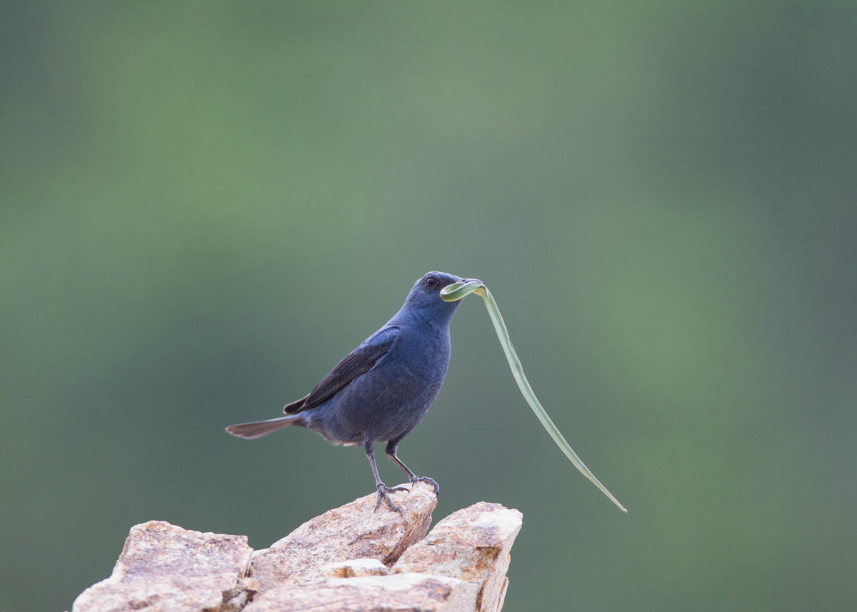 弱肉強食 淡淡王-3.jpg